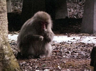 庭の栗を食べるサル