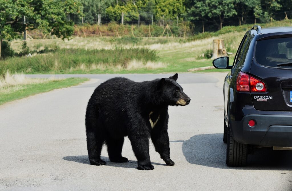 クマと車